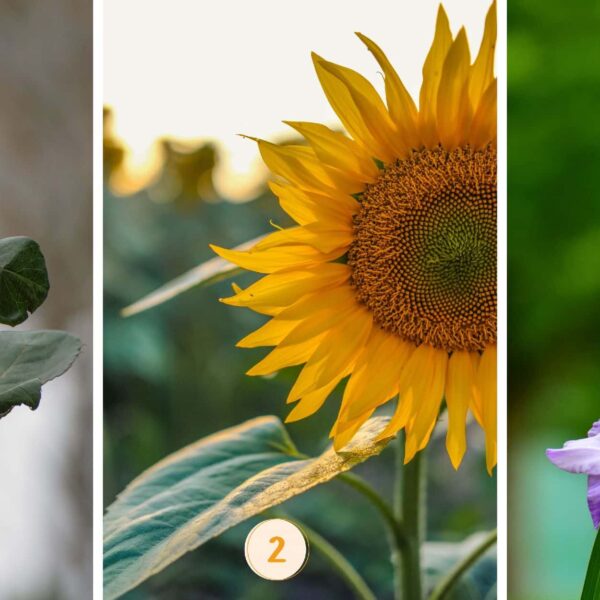 Test de personnalité : La fleur que vous choisissez révèle si vous êtes méthodique ou impulsif ! Découvrez-le maintenant !