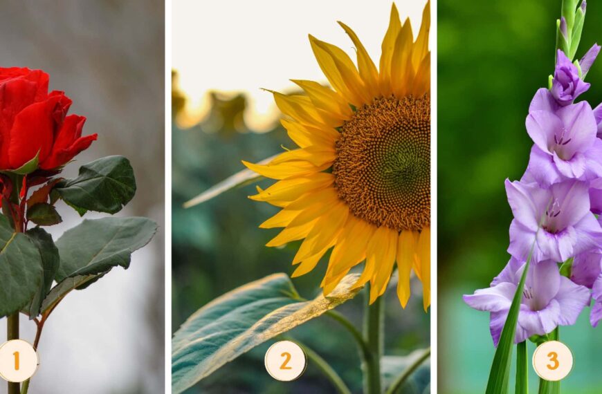 Test de personnalité : La fleur que vous choisissez révèle si vous êtes méthodique ou impulsif ! Découvrez-le maintenant !