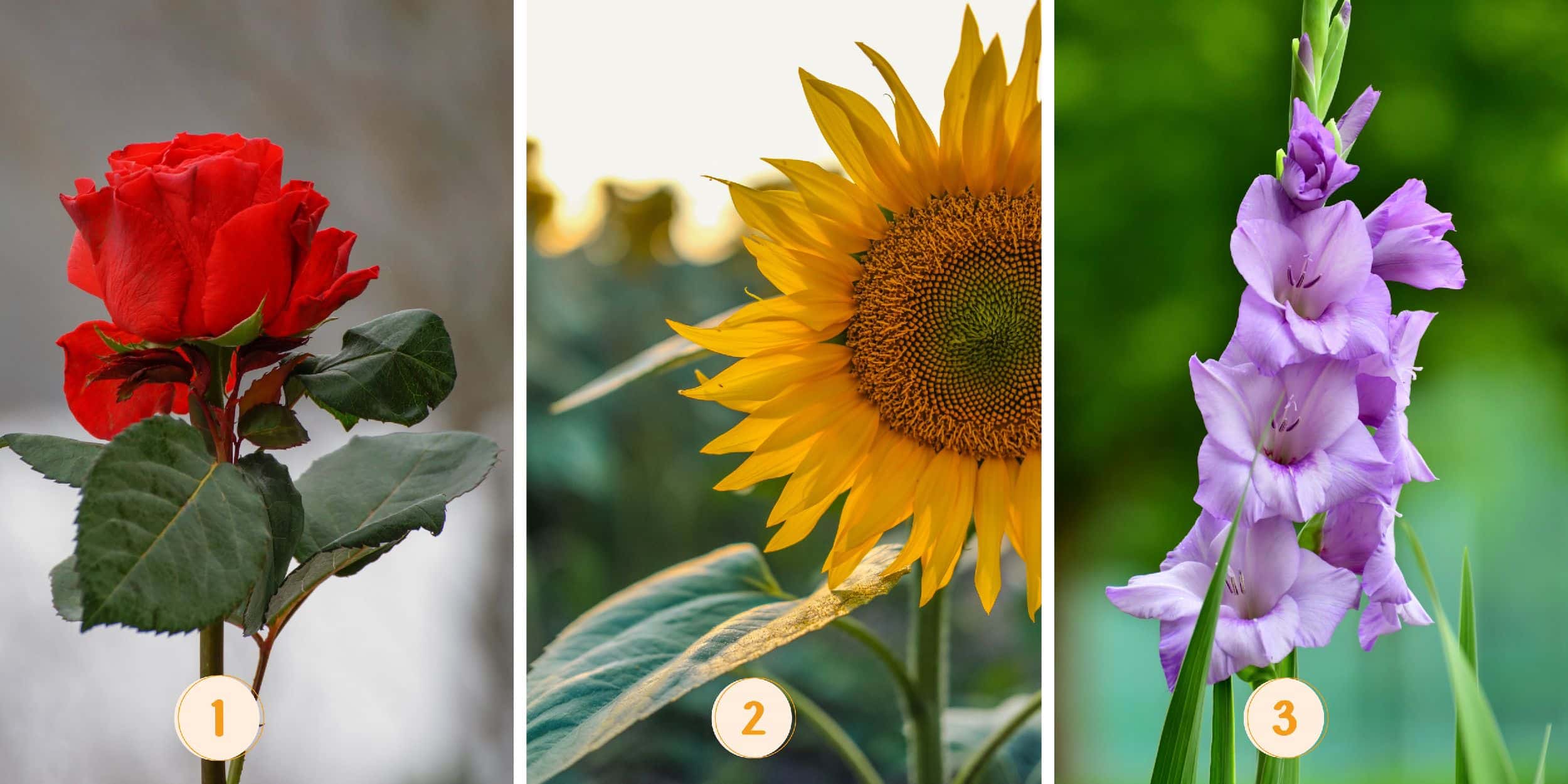 Test de personnalité : La fleur que vous choisissez révèle si vous êtes méthodique ou impulsif ! Découvrez-le maintenant !