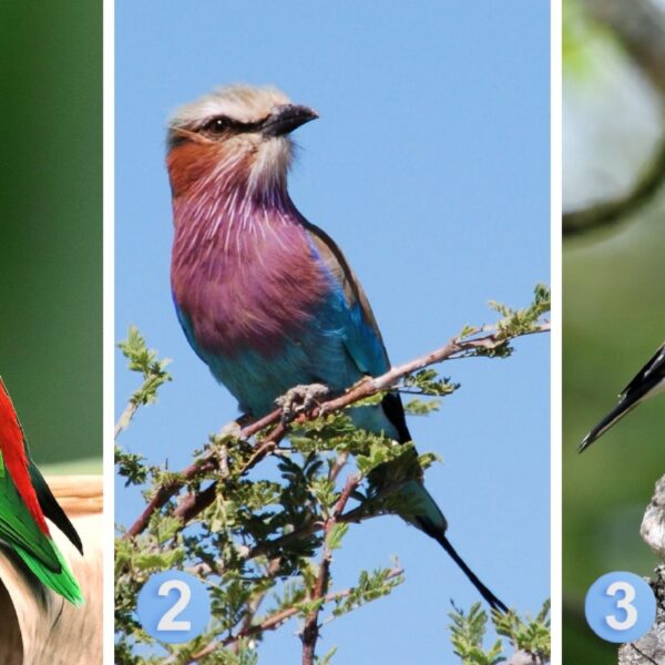 Test de personnalité : Quel oiseau vous représente le mieux ? Découvrez si vous êtes secrètement modeste ou ouvertement fier de vos succès !