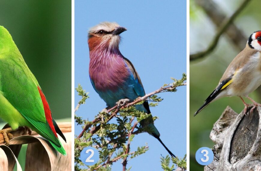 Test de personnalité : Quel oiseau vous représente le mieux ? Découvrez si vous êtes secrètement modeste ou ouvertement fier de vos succès !