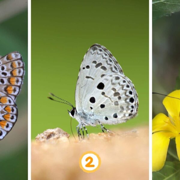 Test de personnalité : Quel papillon choisirez-vous ? Découvrez votre approche unique de gestion du ressentiment !