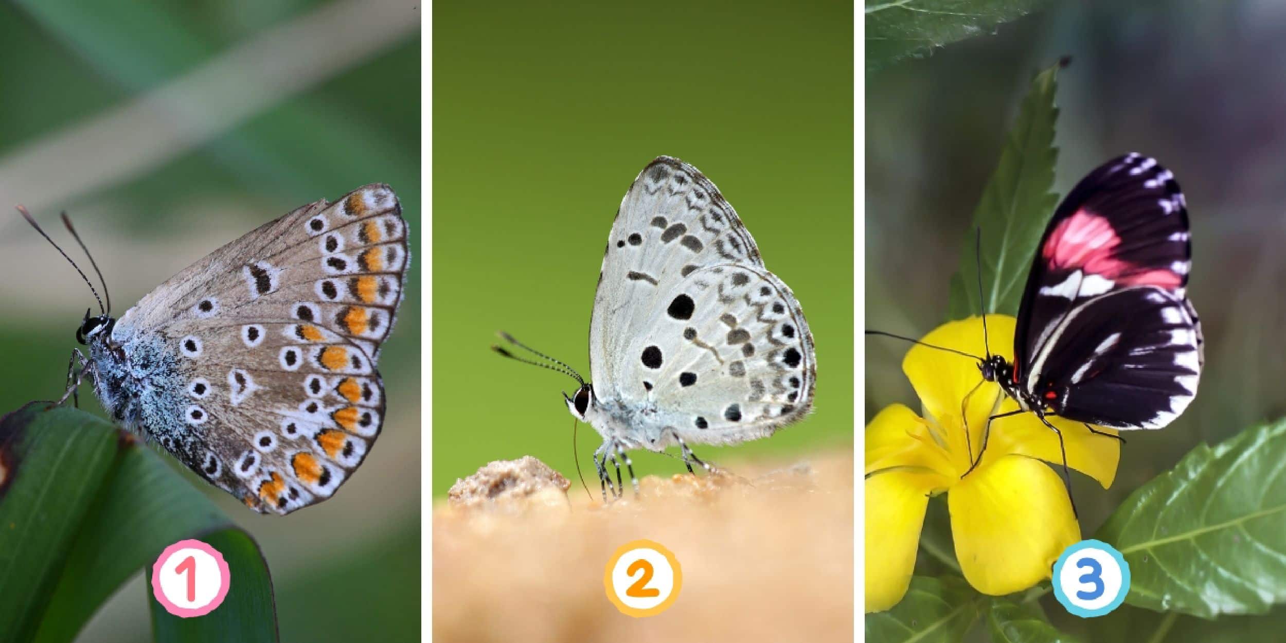 Test de personnalité : Quel papillon choisirez-vous ? Découvrez votre approche unique de gestion du ressentiment !