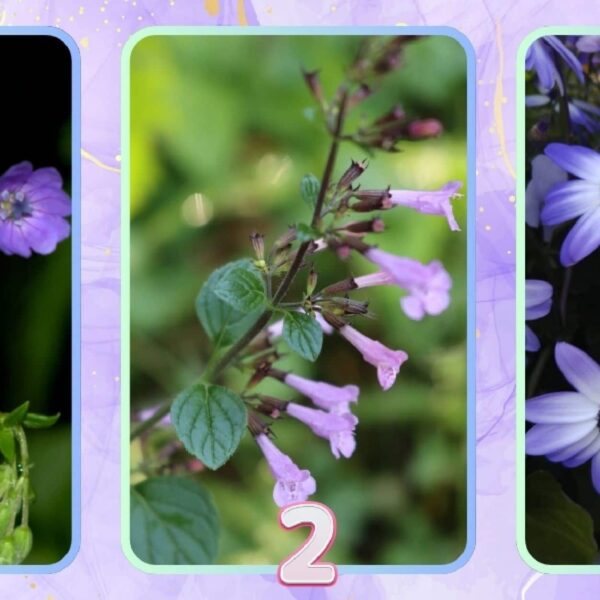 Test de personnalité : Quelle fleur violette vous représente ? Révélez votre style d'élégance unique !