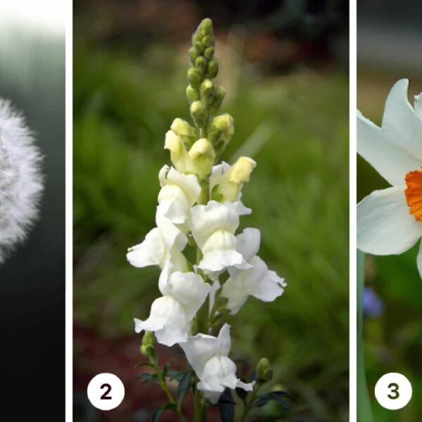 Test de personnalité : Quelle fleur blanche choisiriez-vous ? Découvrez si vous êtes un esprit conservateur ou une âme aventureuse !