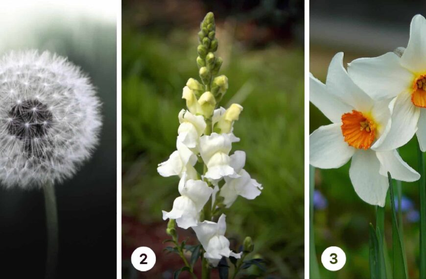 Test de personnalité : Quelle fleur blanche choisiriez-vous ? Découvrez si vous êtes un esprit conservateur ou une âme aventureuse !