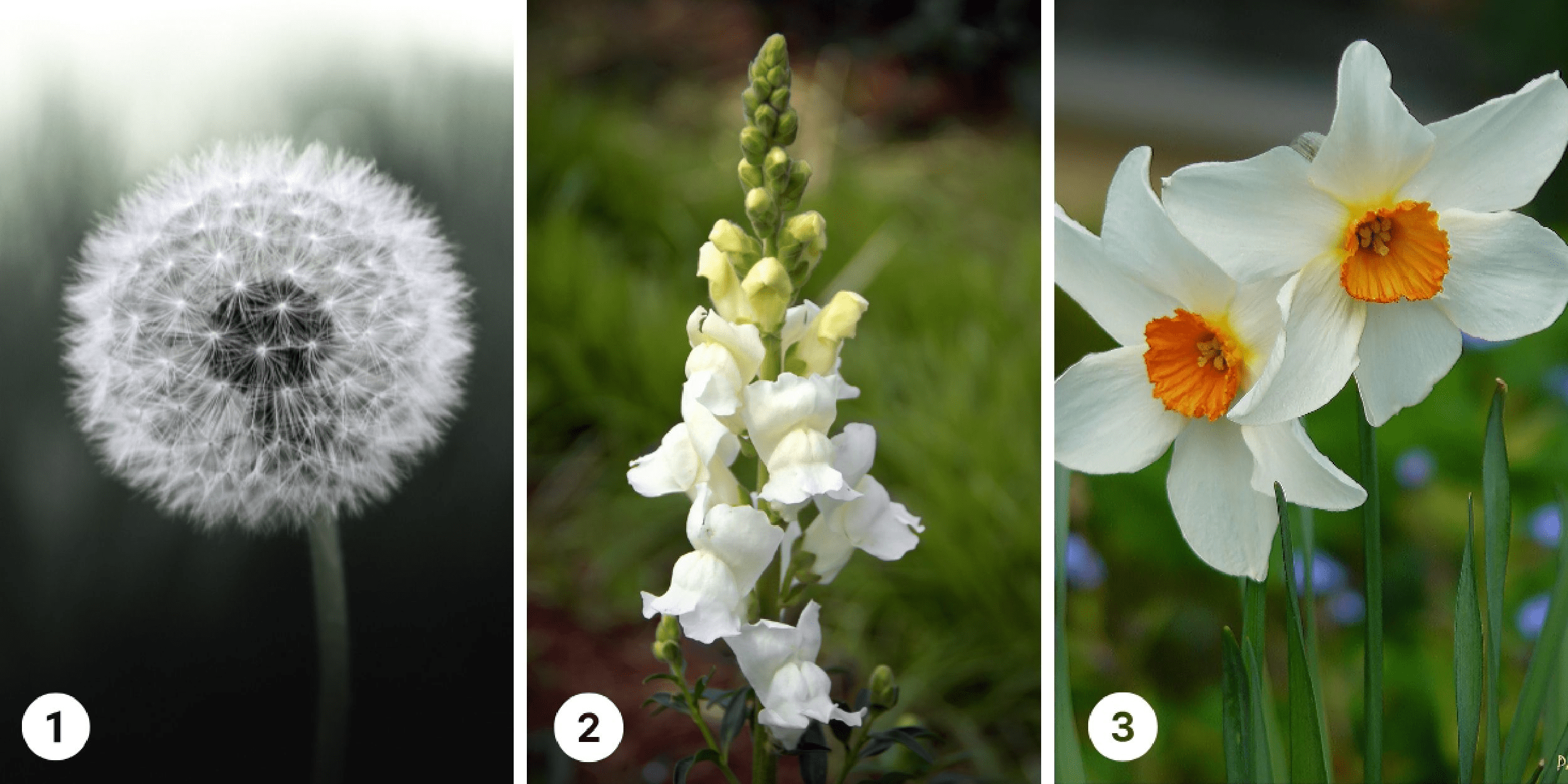 Personality test: Which white flower would you choose? Find out whether you're a conservative spirit or an adventurous soul!