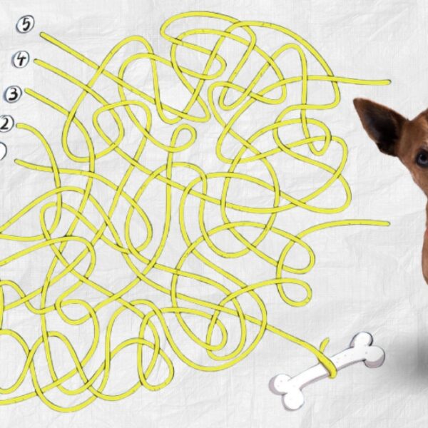 Défi visuel : êtes-vous assez rapide pour guider le chien vers son os en moins de 10 secondes ?
