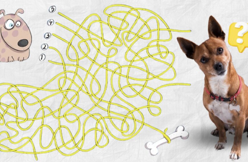 Défi visuel : êtes-vous assez rapide pour guider le chien vers son os en moins de 10 secondes ?