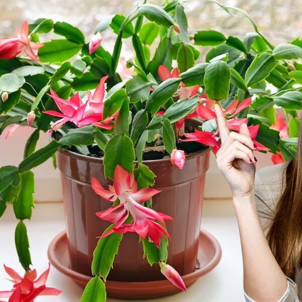 Évitez cette erreur fatale avec votre cactus de Noël si vous voulez le voir fleurir - Conseils de jardinage en intérieur
