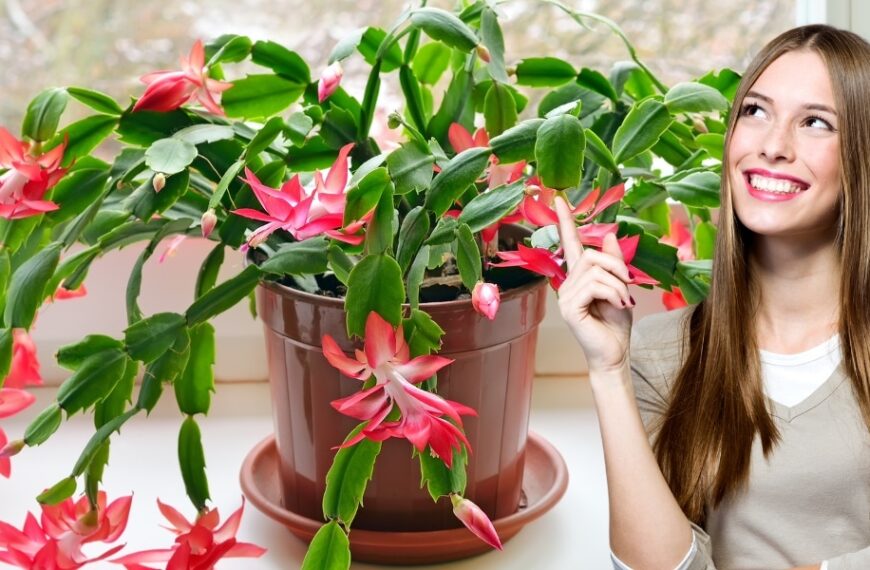 Évitez cette erreur fatale avec votre cactus de Noël si vous voulez le voir fleurir - Conseils de jardinage en intérieur