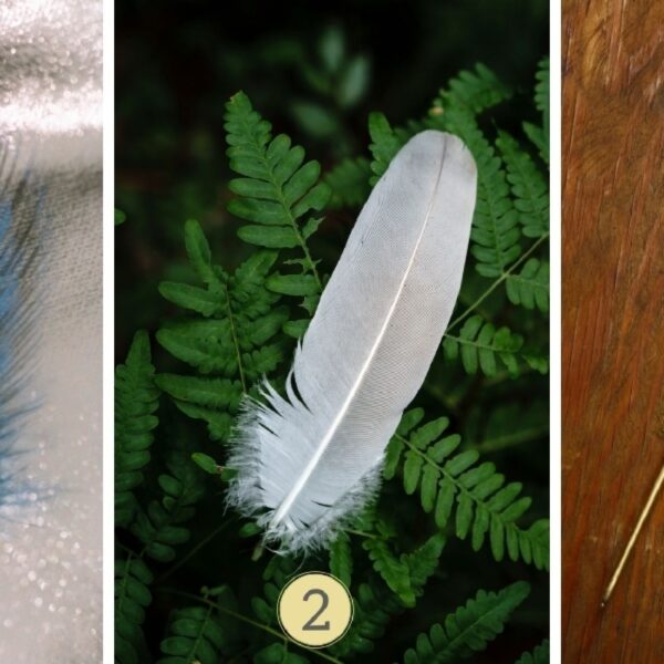 Test de personnalité : Êtes-vous le roi de la fête ou l’âme solitaire ? Sélectionnez l'une des 3 plumes pour dévoiler les secrets de votre nature festive !
