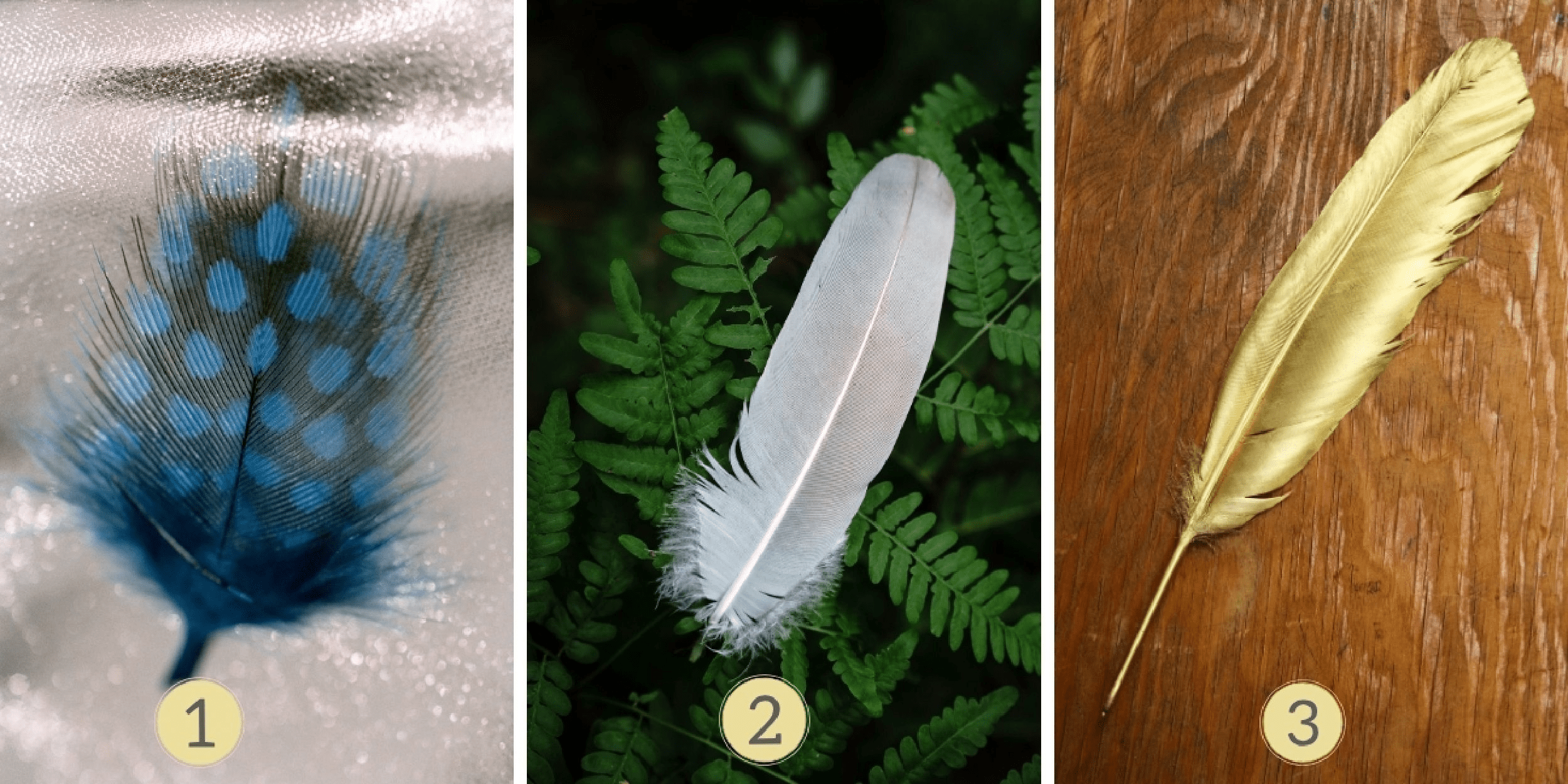 Personality test: Are you a party animal or a loner? Select one of the 3 feathers to reveal the secrets of your festive nature!