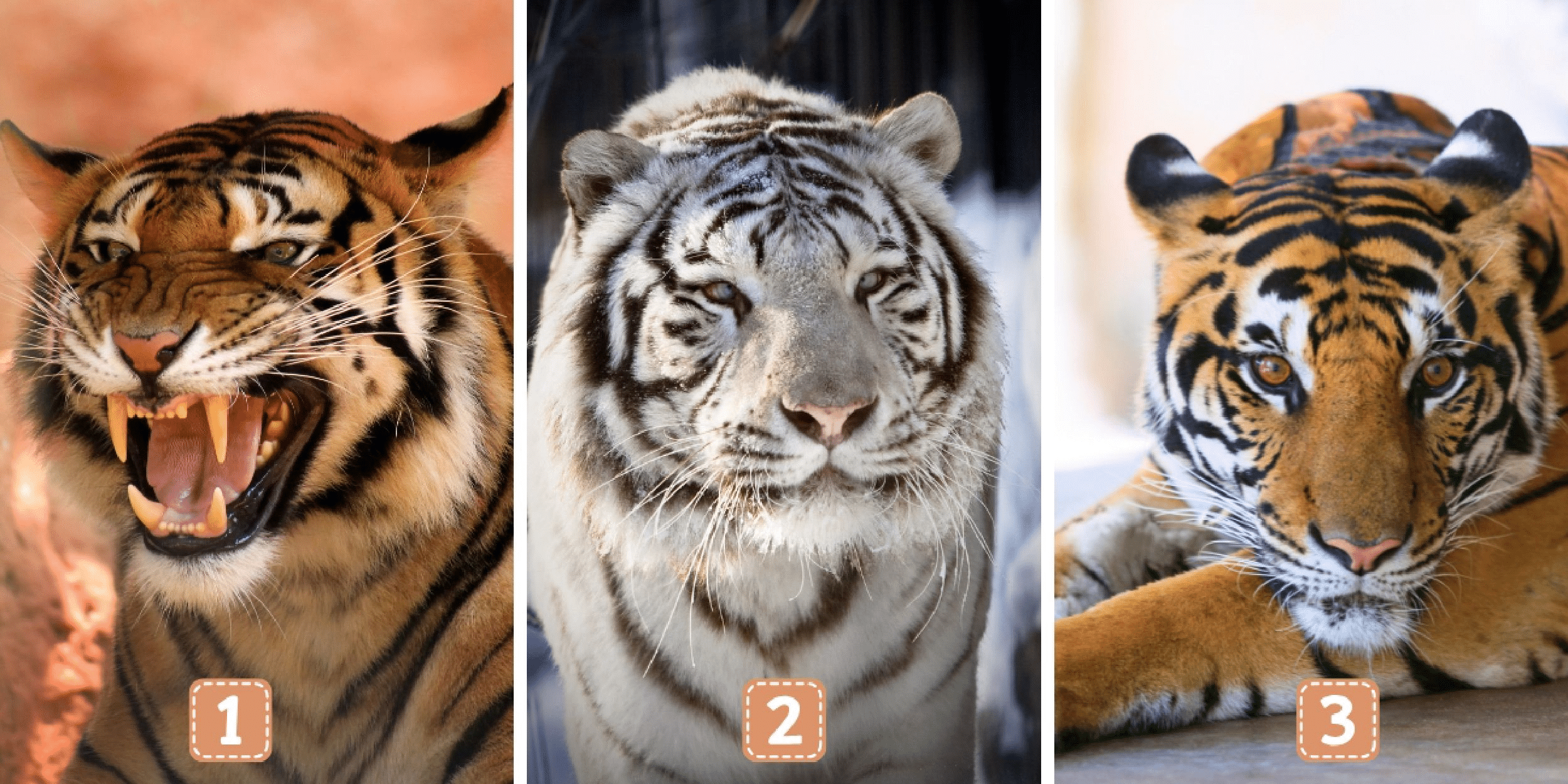Personality test: Choose from these 3 felines and reveal whether you're a rebel or a disciplinarian!