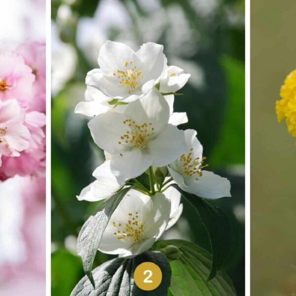 Test de personnalité : Optez pour une de ces 3 fleurs et révélez les secrets de votre créativité au quotidien !