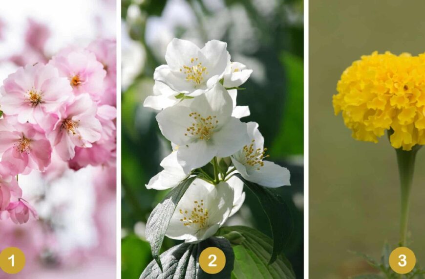 Test de personnalité : Optez pour une de ces 3 fleurs et révélez les secrets de votre créativité au quotidien !