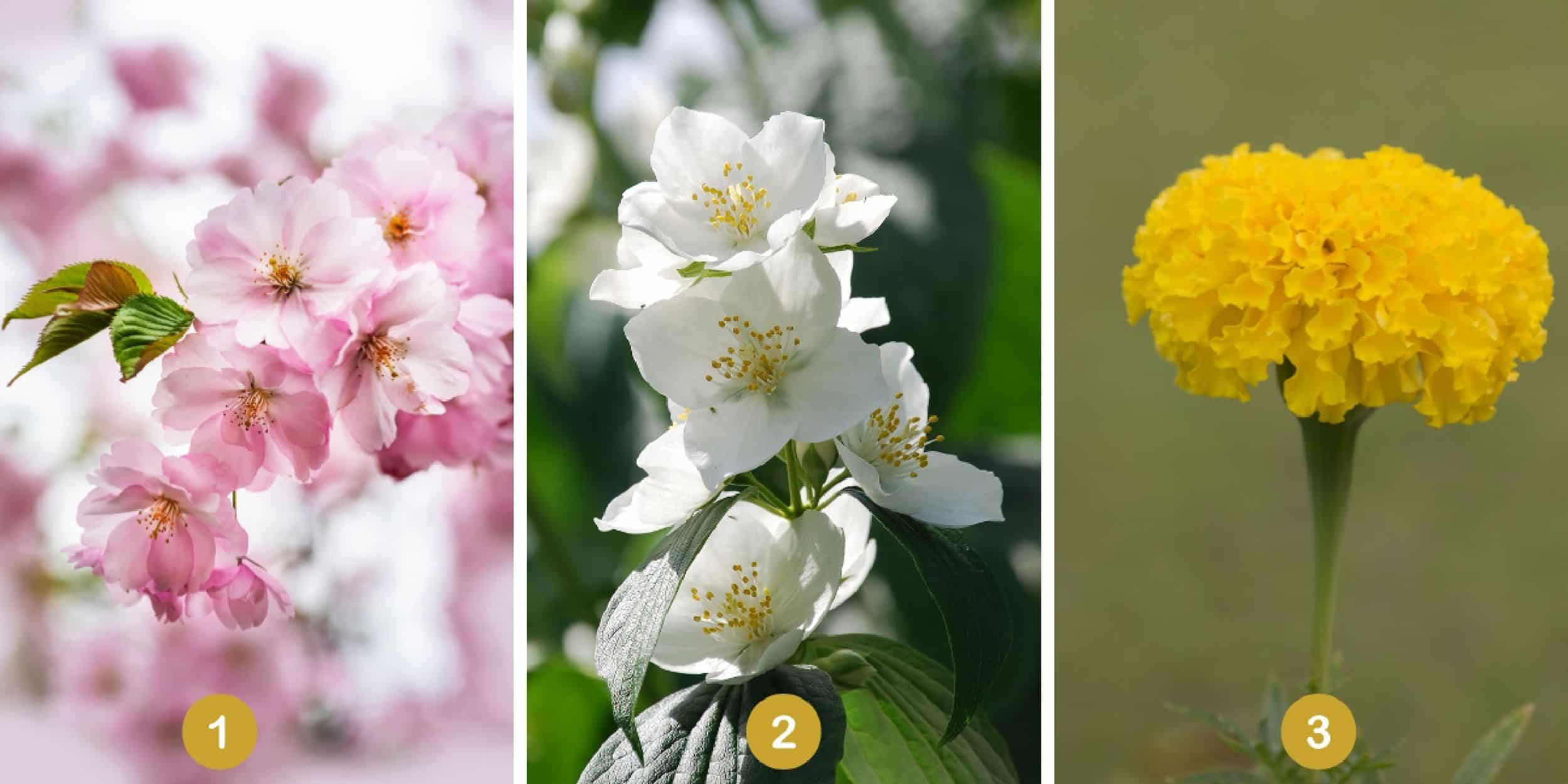Test de personnalité : Optez pour une de ces 3 fleurs et révélez les secrets de votre créativité au quotidien !
