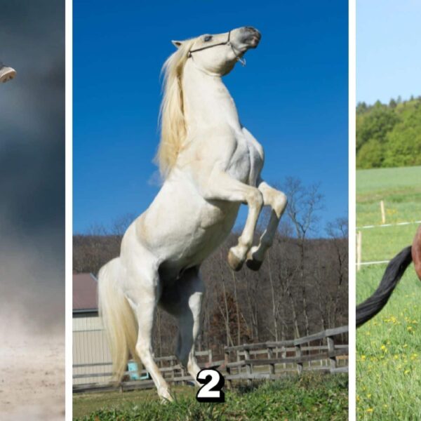 Test de personnalité : Révélez votre vertu inestimable en amitié en choisissant parmi ces 3 chevaux majestueux !