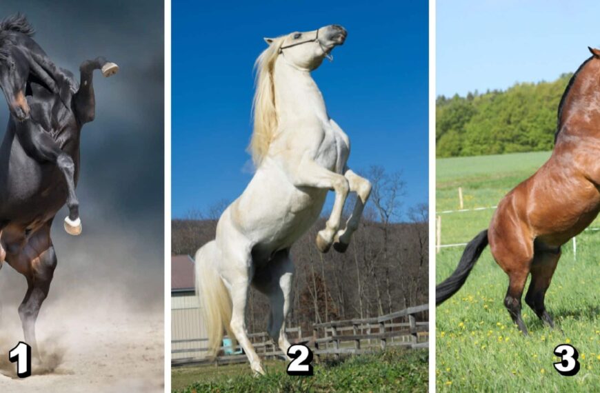 Test de personnalité : Révélez votre vertu inestimable en amitié en choisissant parmi ces 3 chevaux majestueux !
