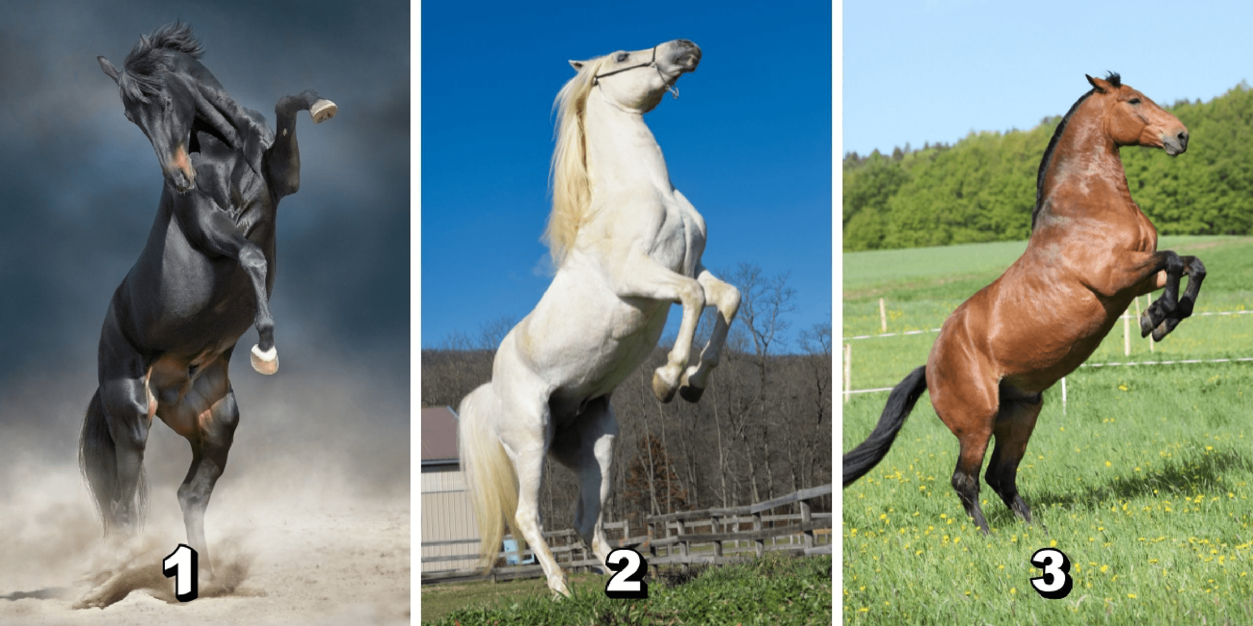 Personality test: Reveal your priceless virtue in friendship by choosing from these 3 majestic horses!