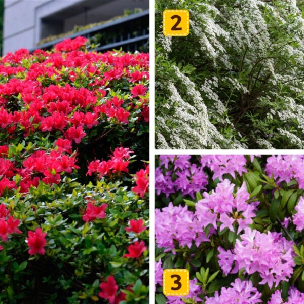 Test de personnalité : Quel arbuste à fleurs vous ressemble ? Faites votre choix parmi ces 3 et révélez si vous menez votre vie idéale !