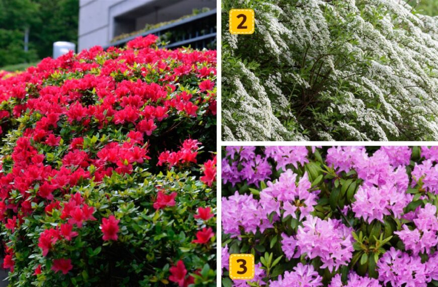 Test de personnalité : Quel arbuste à fleurs vous ressemble ? Faites votre choix parmi ces 3 et révélez si vous menez votre vie idéale !