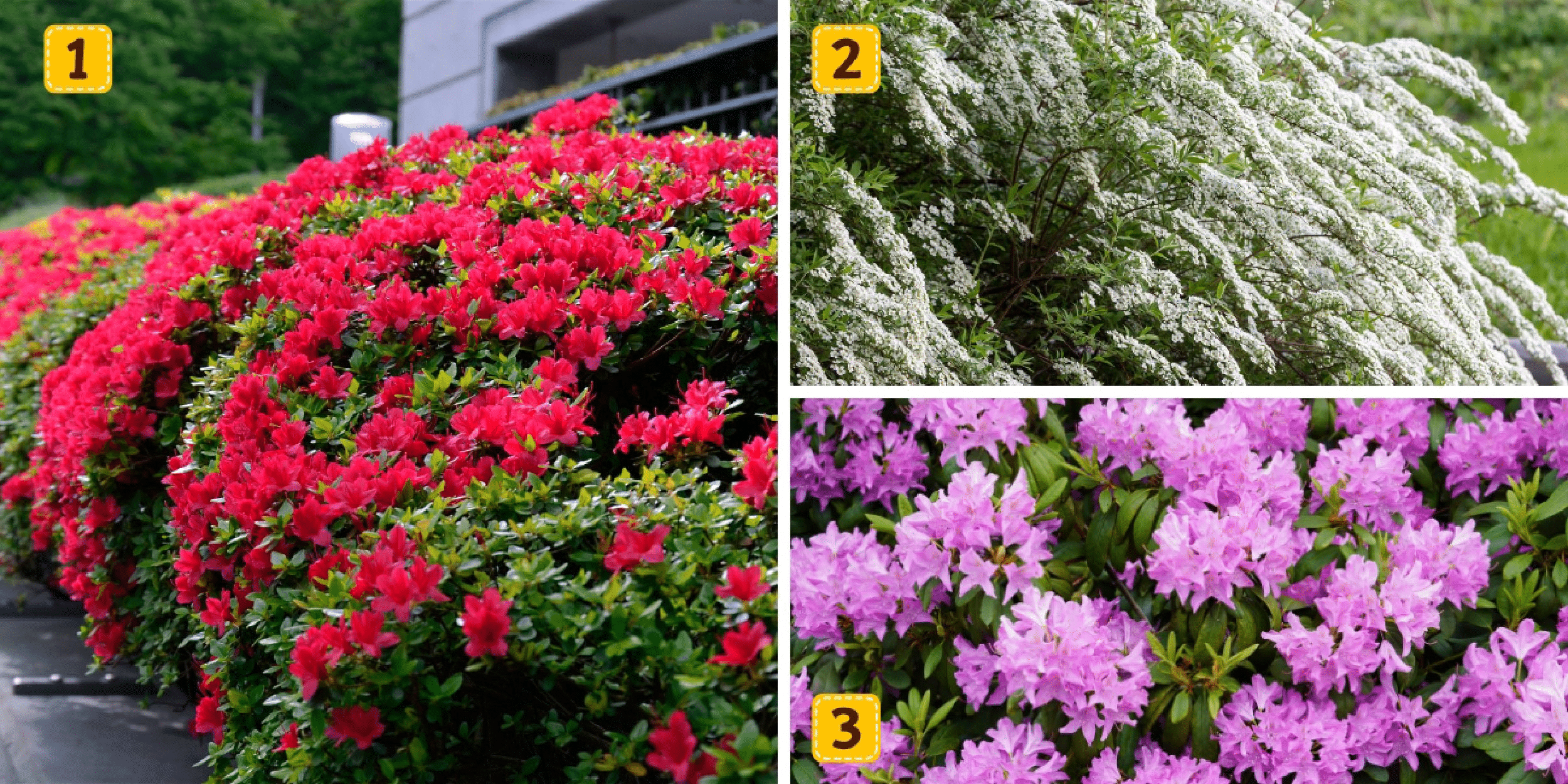 Personality test: Which flowering shrub is like you? Choose from these 3 and find out if you're living your ideal life!