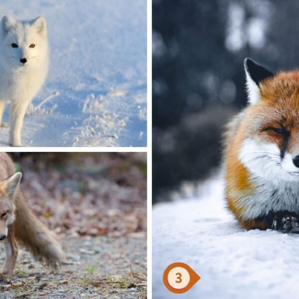 Test de personnalité : Quel renard êtes-vous ? Faites votre choix parmi ces 3 renards et révélez si vous incarnez l'audace ou la prudence dans vos décisions !