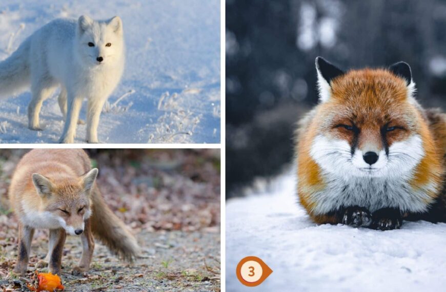 Test de personnalité : Quel renard êtes-vous ? Faites votre choix parmi ces 3 renards et révélez si vous incarnez l'audace ou la prudence dans vos décisions !