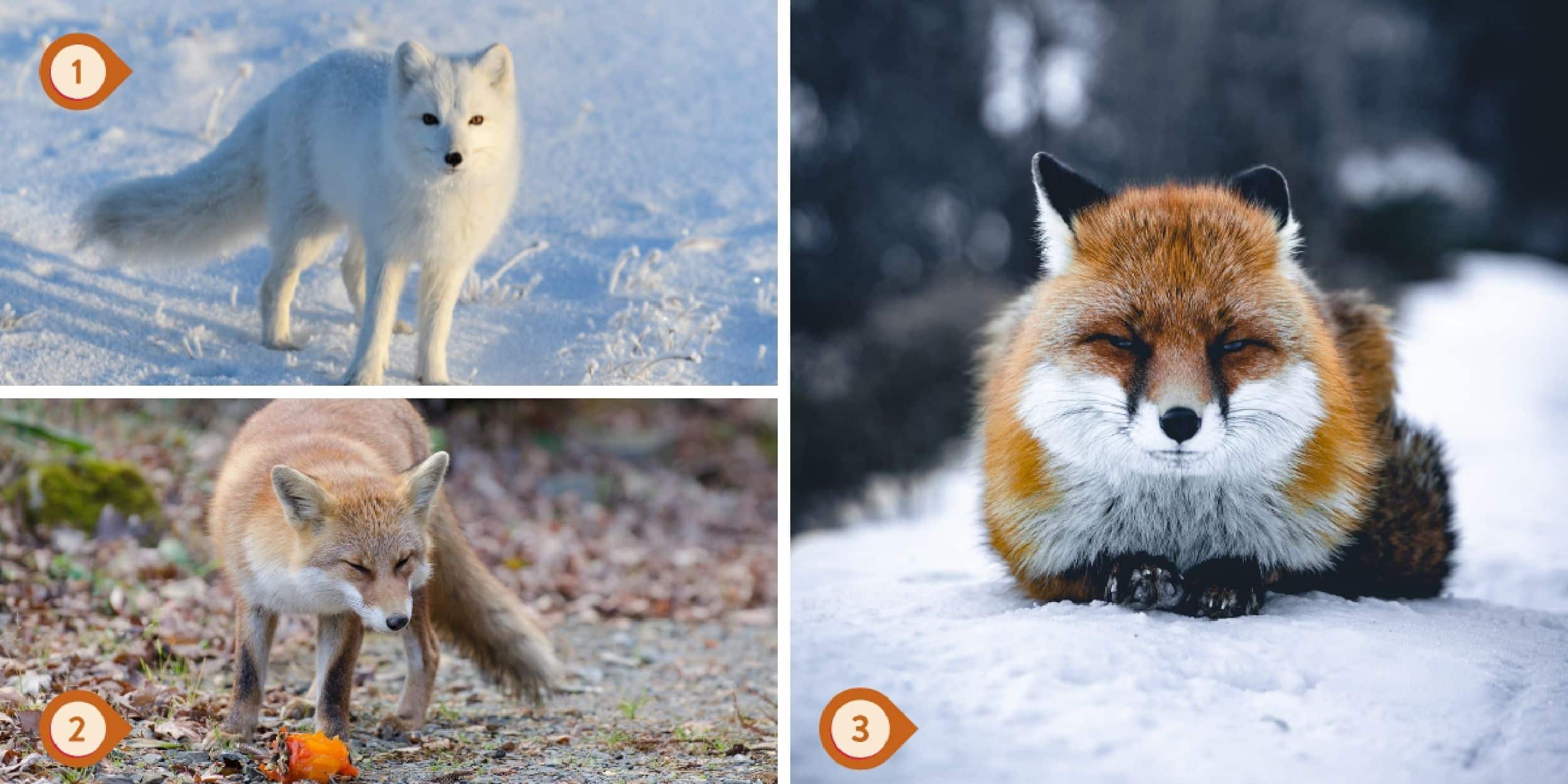 Test de personnalité : Quel renard êtes-vous ? Faites votre choix parmi ces 3 renards et révélez si vous incarnez l'audace ou la prudence dans vos décisions !