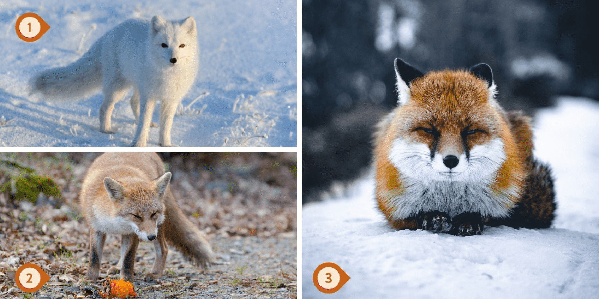 Personality test: Which fox are you? Choose between these 3 foxes and reveal whether you embody boldness or caution in your decisions!