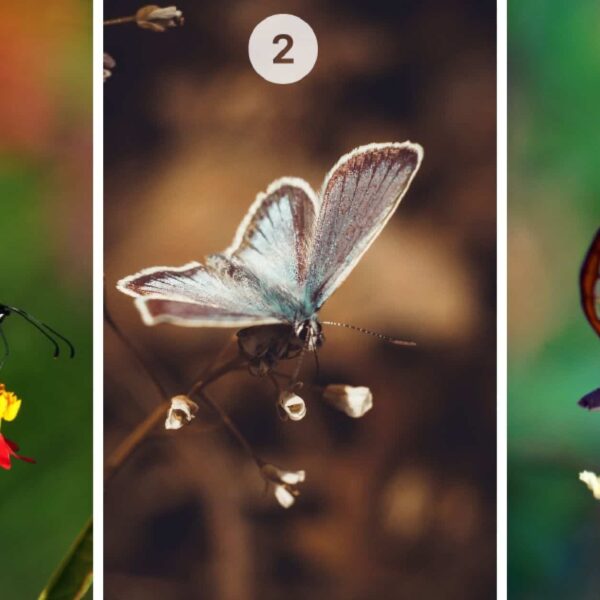 Test de personnalité : Quel papillon parmi les 3 vous attire le plus ? Révélez votre nature, sceptique ou confiante !