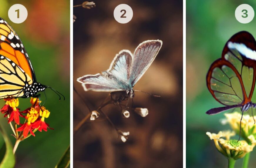 Test de personnalité : Quel papillon parmi les 3 vous attire le plus ? Révélez votre nature, sceptique ou confiante !