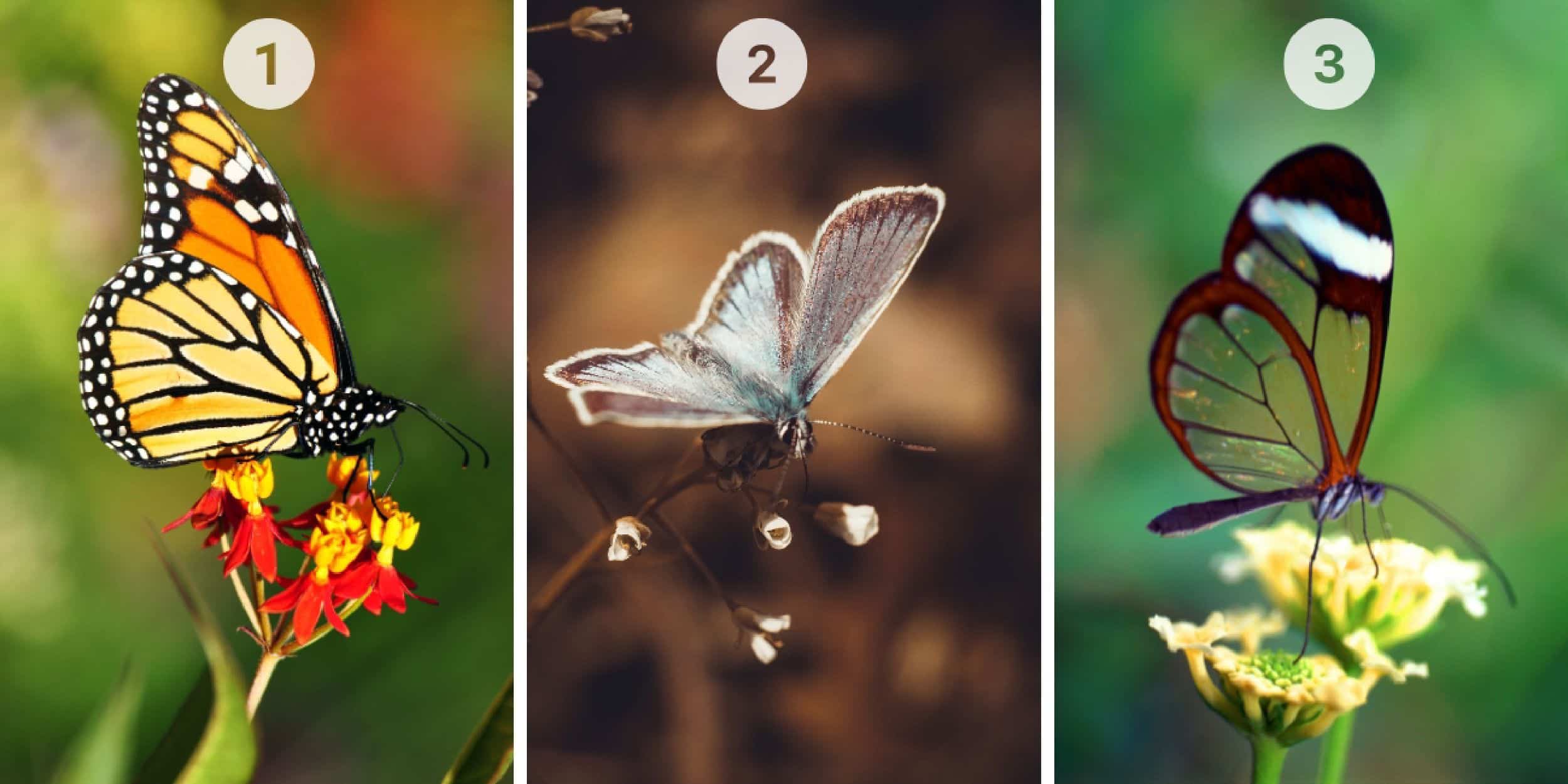Test de personnalité : Quel papillon parmi les 3 vous attire le plus ? Révélez votre nature, sceptique ou confiante !