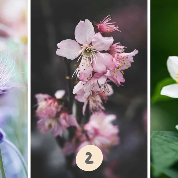 Test de personnalité : Quelle fleur de ces trois choisissez-vous ? Révélez votre côté méthodique ou impulsif !