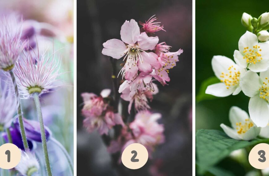 Test de personnalité : Quelle fleur de ces trois choisissez-vous ? Révélez votre côté méthodique ou impulsif !