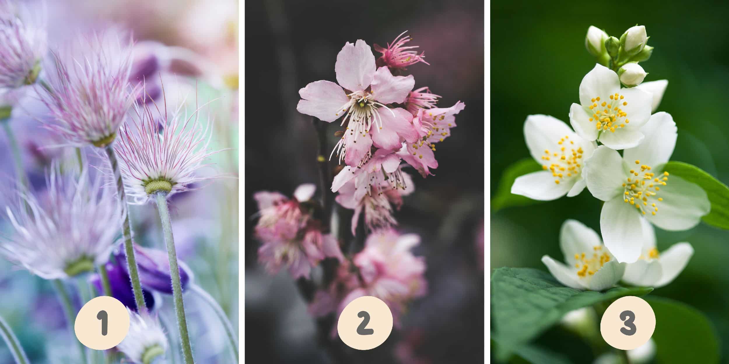 Test de personnalité : Quelle fleur de ces trois choisissez-vous ? Révélez votre côté méthodique ou impulsif !