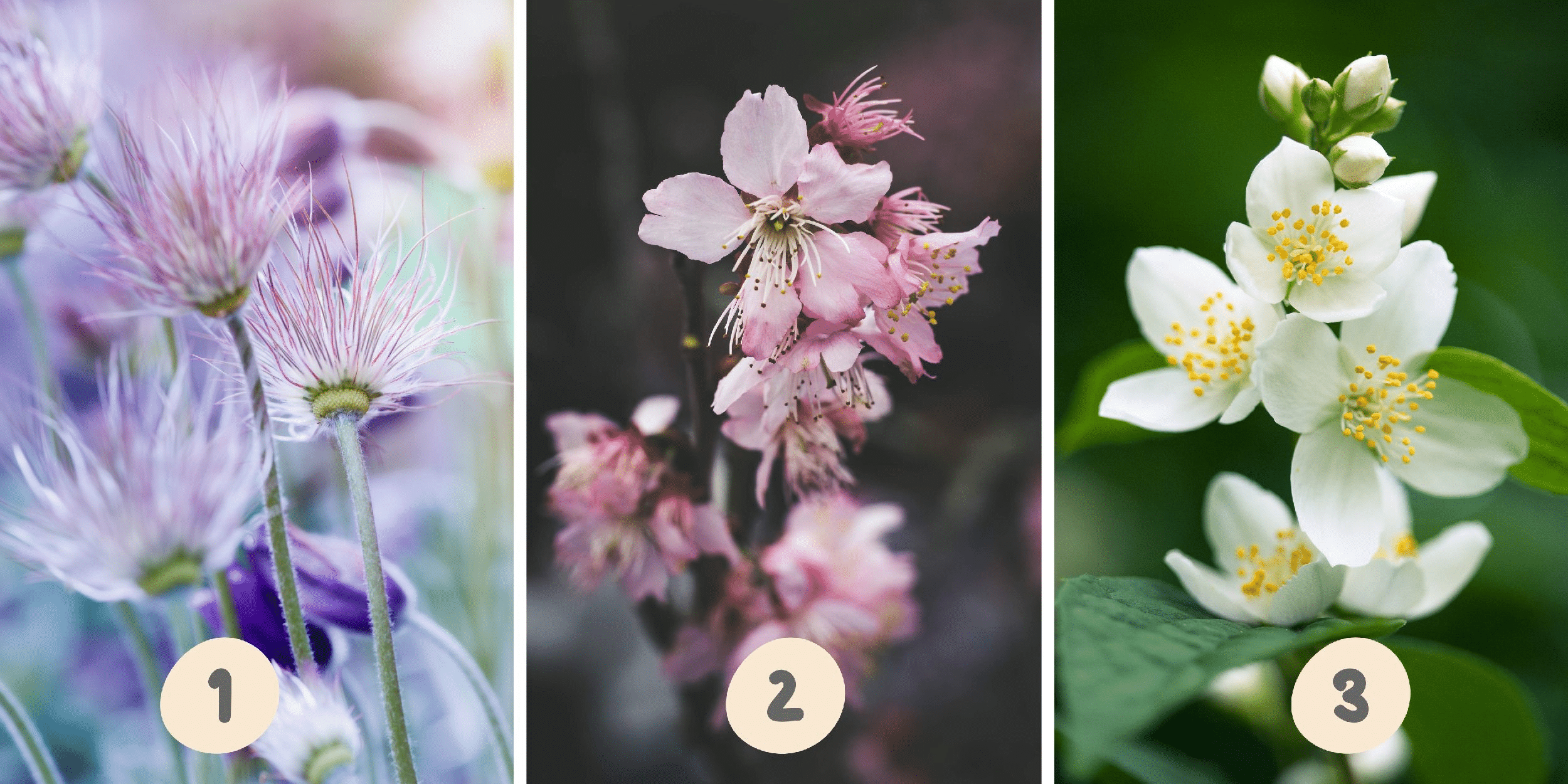 Personality test: Which of these three flowers would you choose? Reveal whether you're methodical or impulsive!