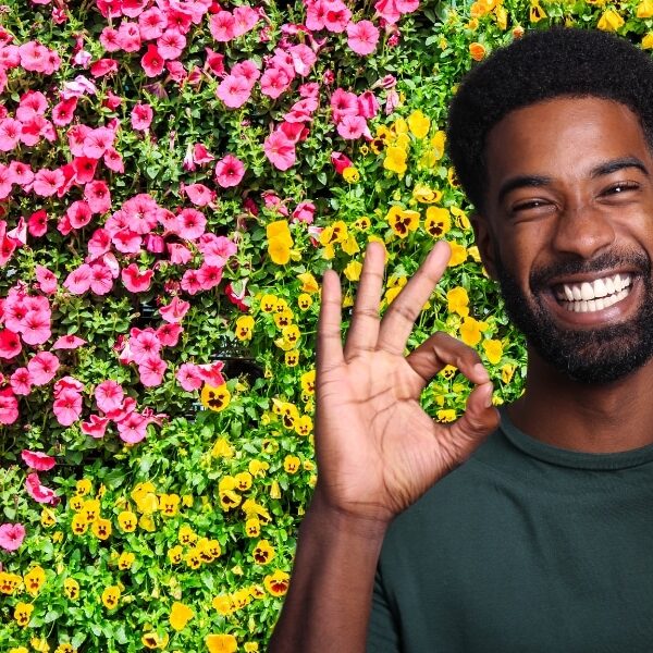 5 plantes grimpantes incontournables pour habiller votre clôture avec élégance