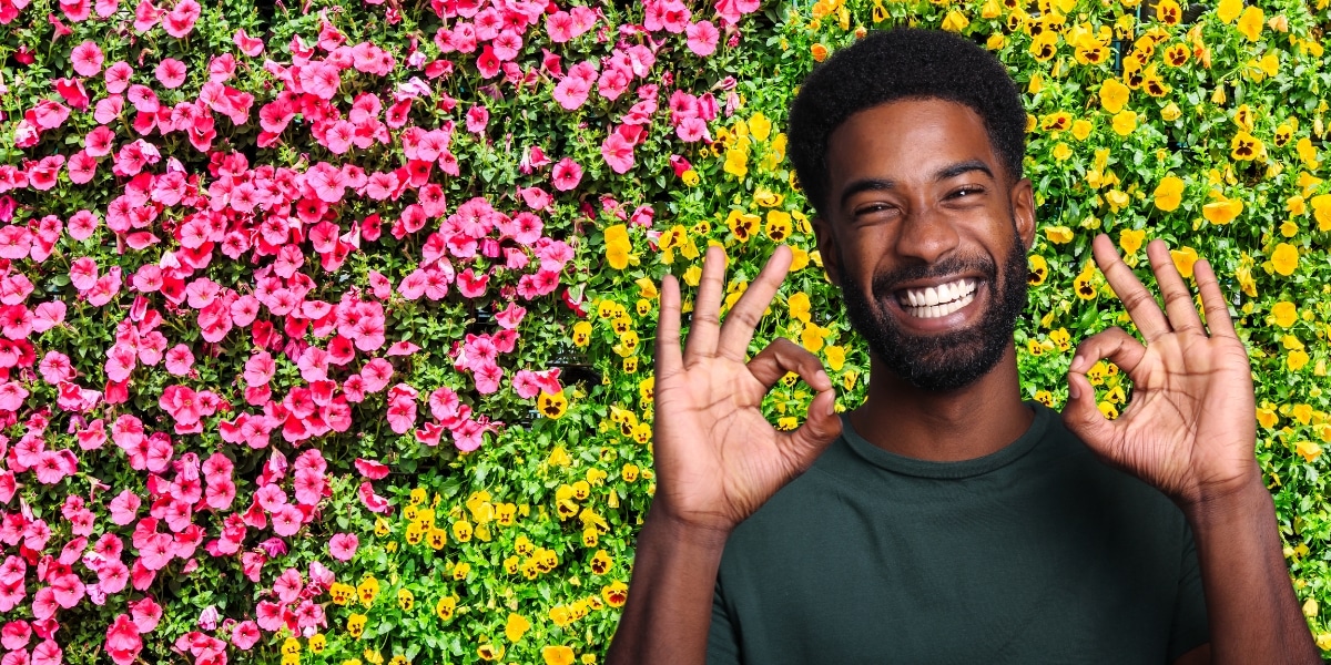 5 plantes grimpantes incontournables pour habiller votre clôture avec élégance