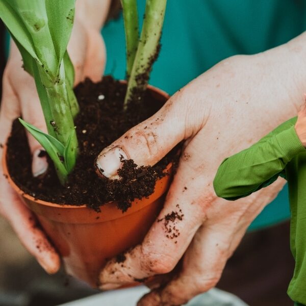 Découverte jardinage : la simplicité surprenante de la culture du figuier en pot