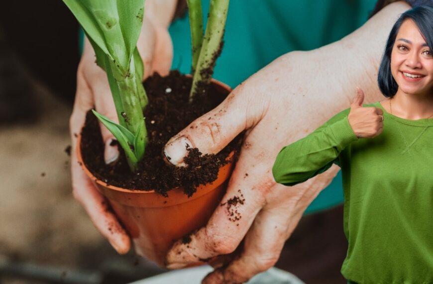 Découverte jardinage : la simplicité surprenante de la culture du figuier en pot