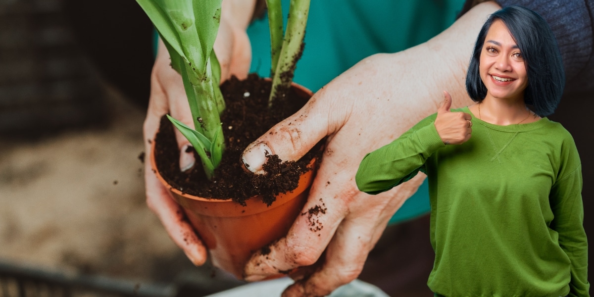 Découverte jardinage : la simplicité surprenante de la culture du figuier en pot