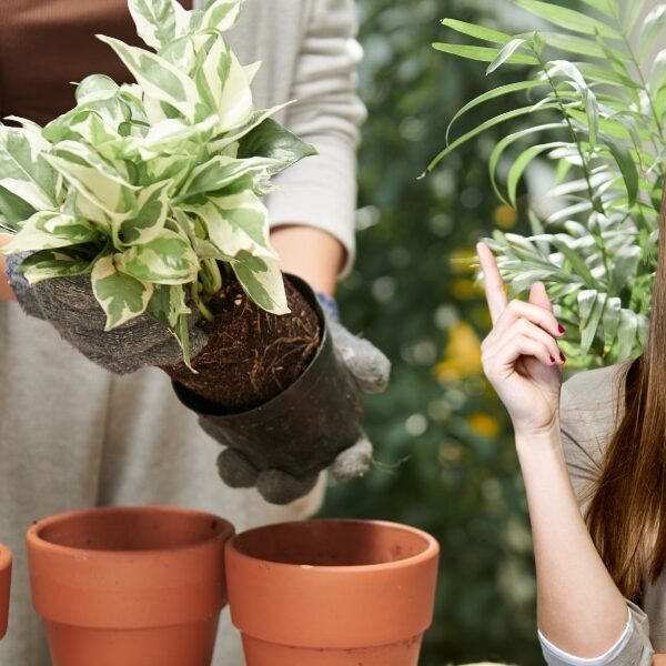Préparez-vous pour le printemps : les trois plantes à multiplier sans attendre