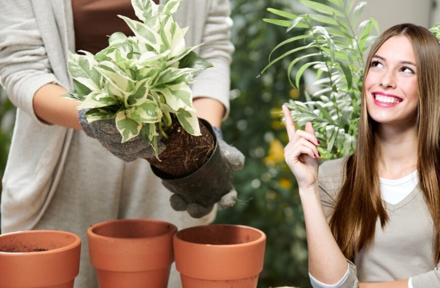 Préparez-vous pour le printemps : les trois plantes à multiplier sans attendre