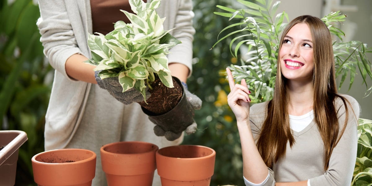 Préparez-vous pour le printemps : les trois plantes à multiplier sans attendre