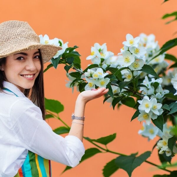 Cultiver le jasmin parfait : les meilleurs conseils pour planter et entretenir cette fleur envoûtante