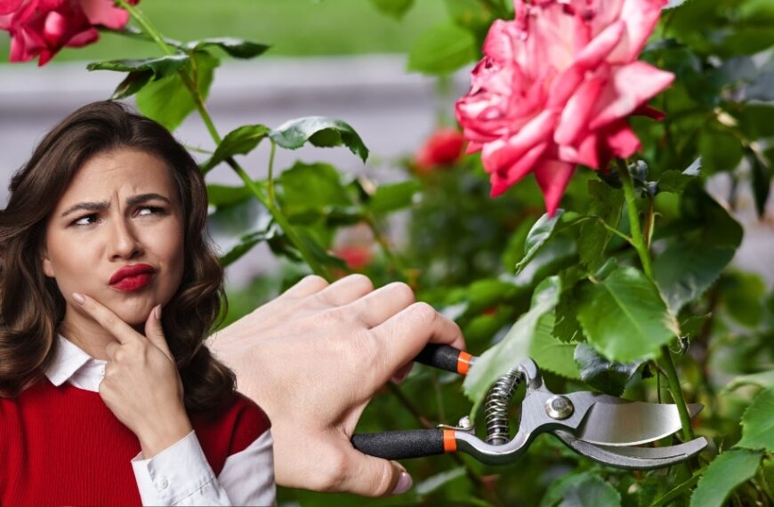 Comment entretenir vos rosiers pour une floraison constante : le moment idéal pour arrêter la taille