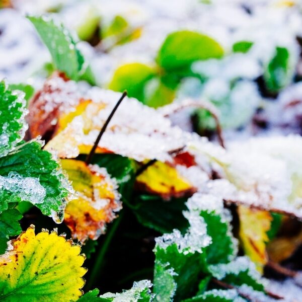 How to protect your plants in winter: practical advice