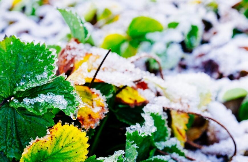 How to protect your plants in winter: practical advice